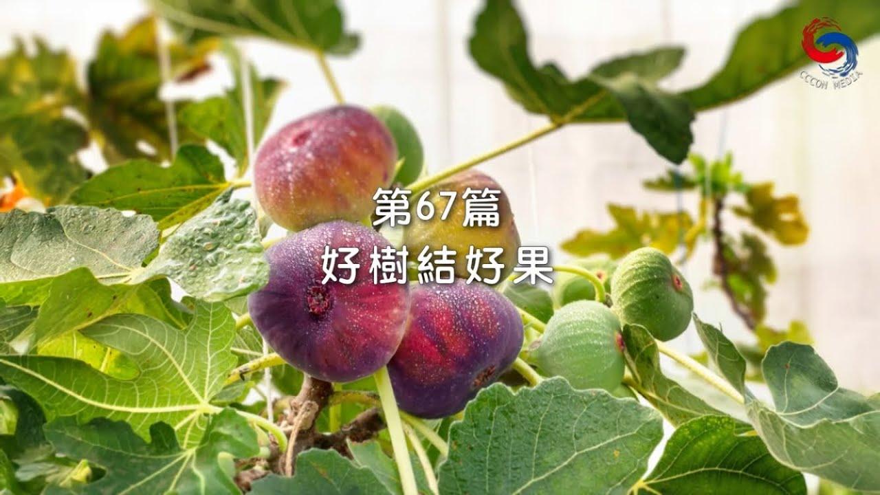 (粵語)【新約啟滴】3月8日 好樹結好果
